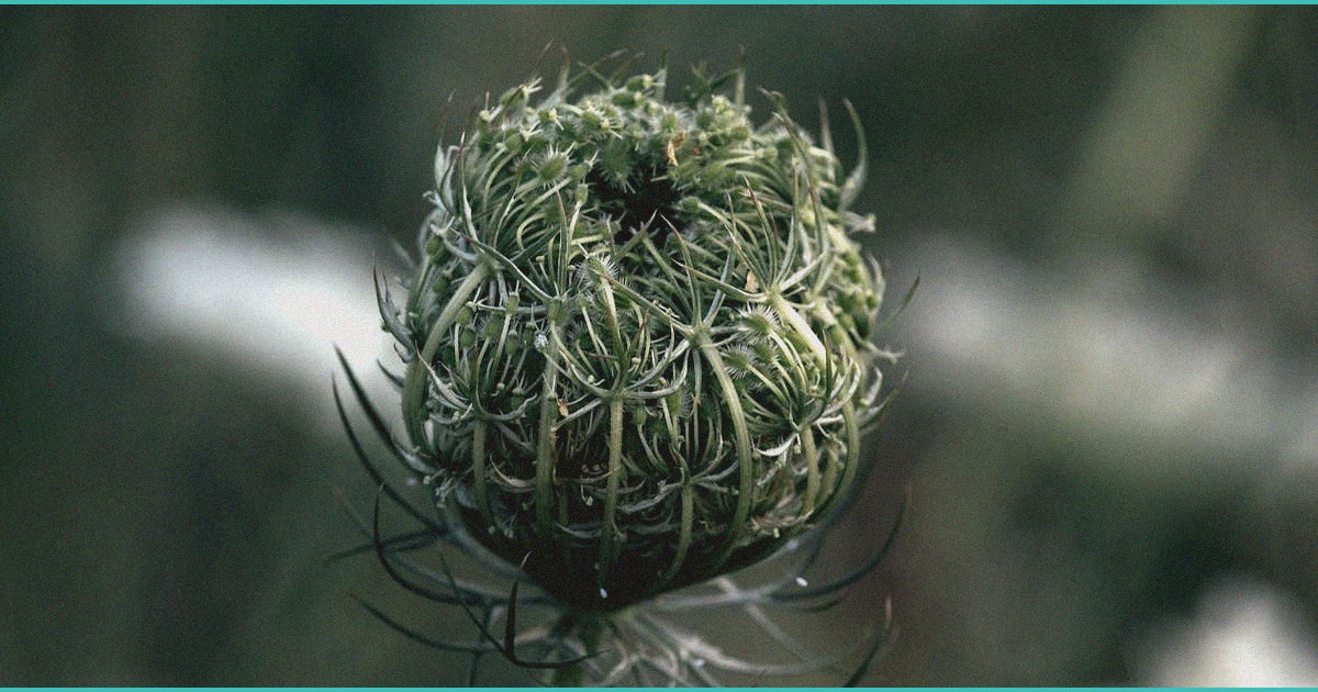 cannabinoid use is linked to both pro and anti in