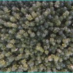 cannabis rescheduling potential distant impacts o