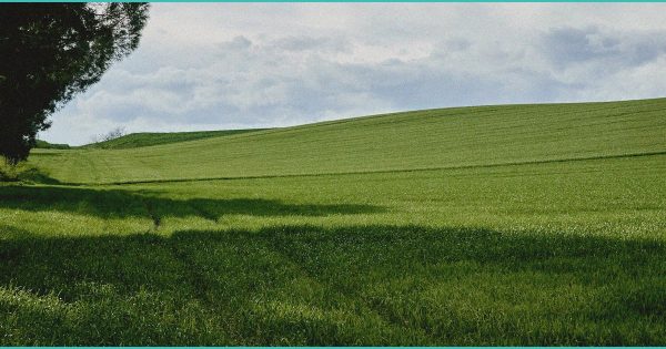 Cannabis sales plunge amid crackdown | AJP