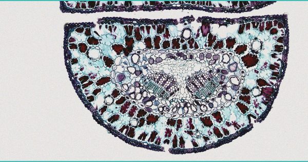 Cannabis testing challenges persist as Virginia retail market nears