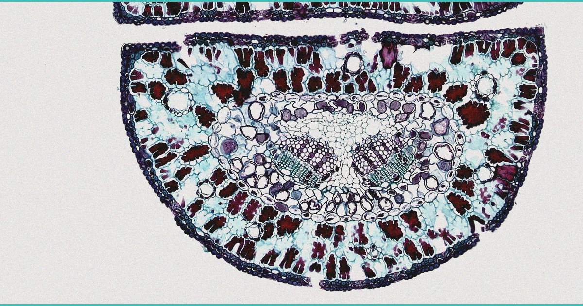 cannabis testing challenges persist as virginia re 1