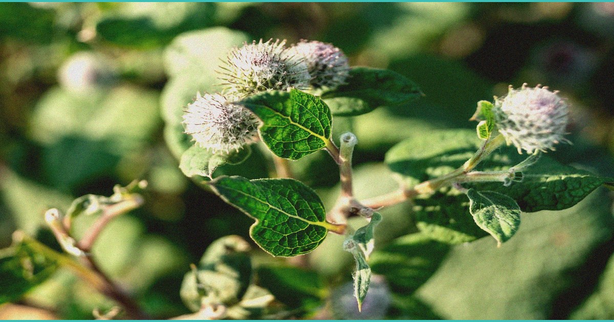 cbd gummies and heart health what the evidence re
