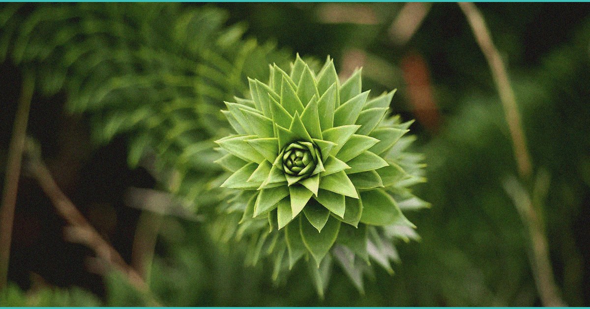 cbd gummies for alcohol cravings what the evidenc