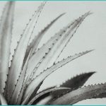 cbd gummies for colds what they might offer durin