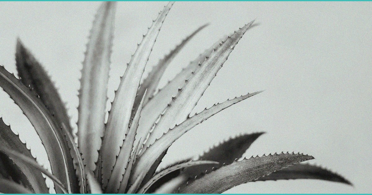 cbd gummies for colds what they might offer durin