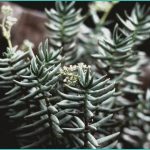 cbd gummies for male arousal a practical look at