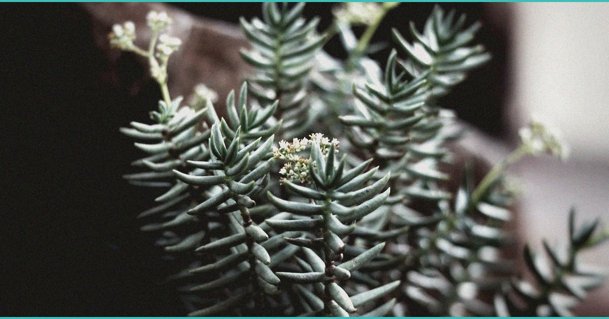 cbd gummies for male arousal a practical look at