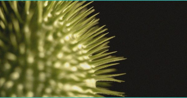 CBD Gummies for Sex Video: What They Are and Whether They Deliver – NTNU