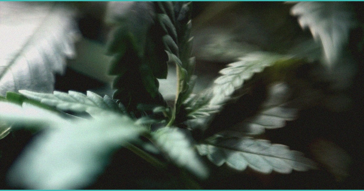 cbd gummies news what s actually worth paying att