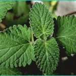 cbd helps increase bmi of anorexia patients drug