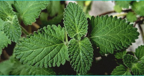 CED Clinic: Personalized Cannabis Medicine 193 CBD Helps Increase BMI of Anorexia Patients | Drug Discovery And Development – Labroots