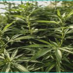 cbd oil restores quality of life for sisters shar