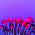 ced pexels 15564624