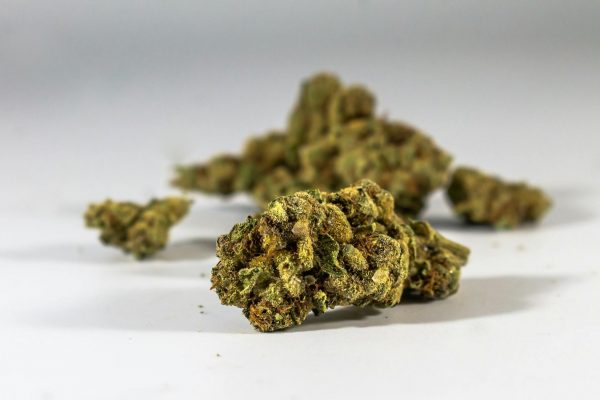 First year of Dutch cannabis pilot project a success | StratCann