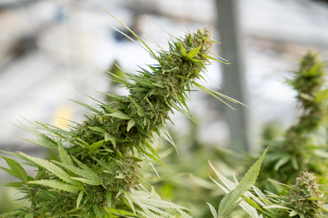 Endocannabinoid System Research: Cannabis Evidence & Clinical Trials