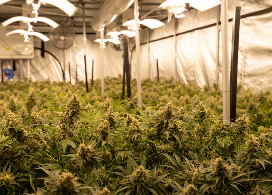 ced unsplash AAvqEiOmvLA