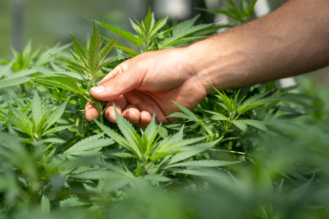 Endocannabinoid System Research: Cannabis Anxiety Treatment