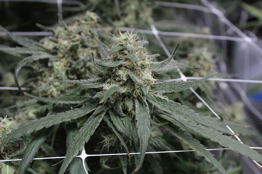 Endocannabinoid System Clinical Research: Cannabis DKJ127 Trial