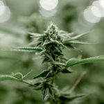 ced unsplash JbCiYHNSInQ