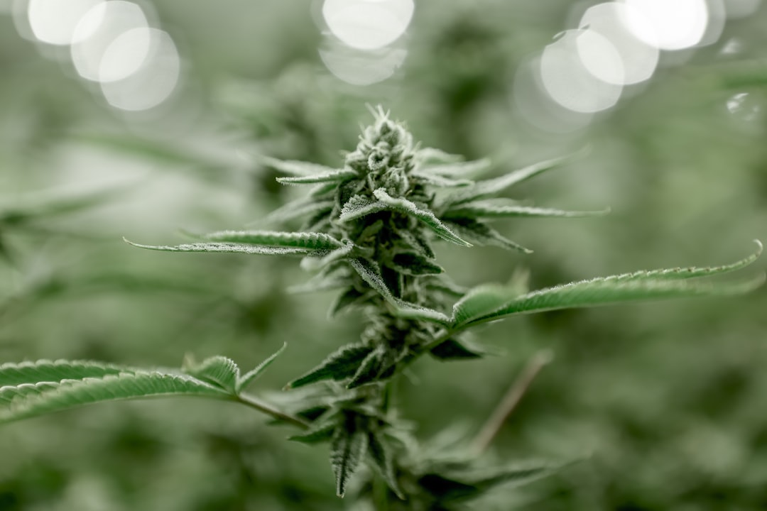 ced unsplash JbCiYHNSInQ