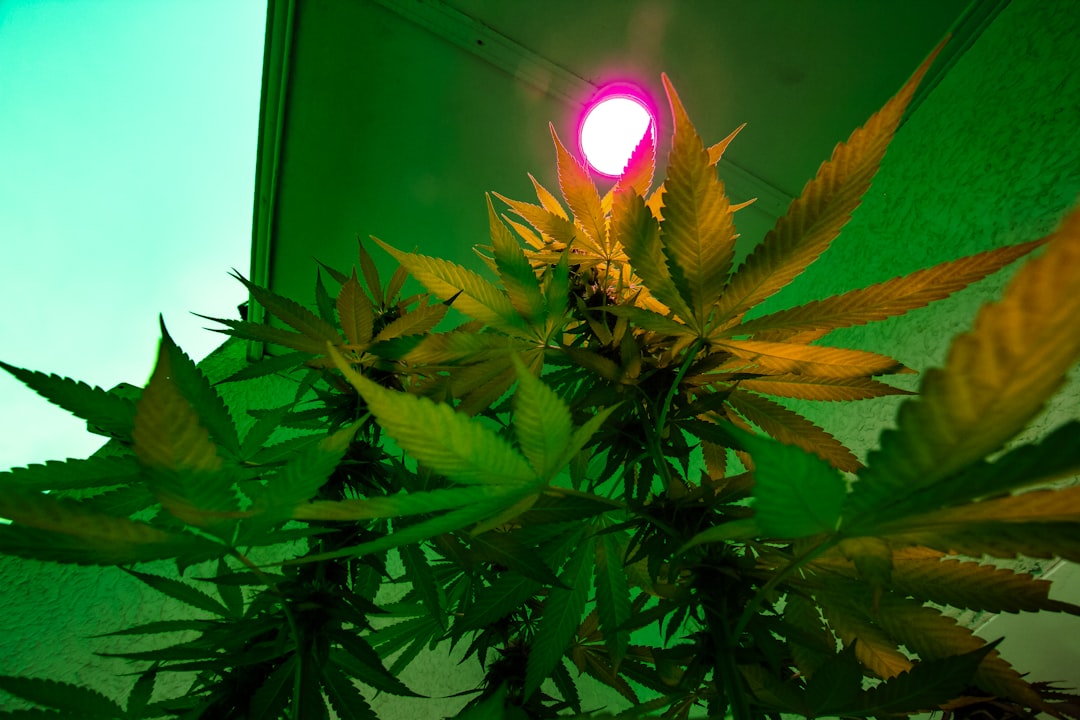 ced unsplash Ma57o8fwGcI