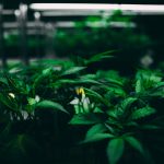 ced unsplash Qj2qE H7A2s
