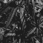 ced unsplash UmljHX0XA3o