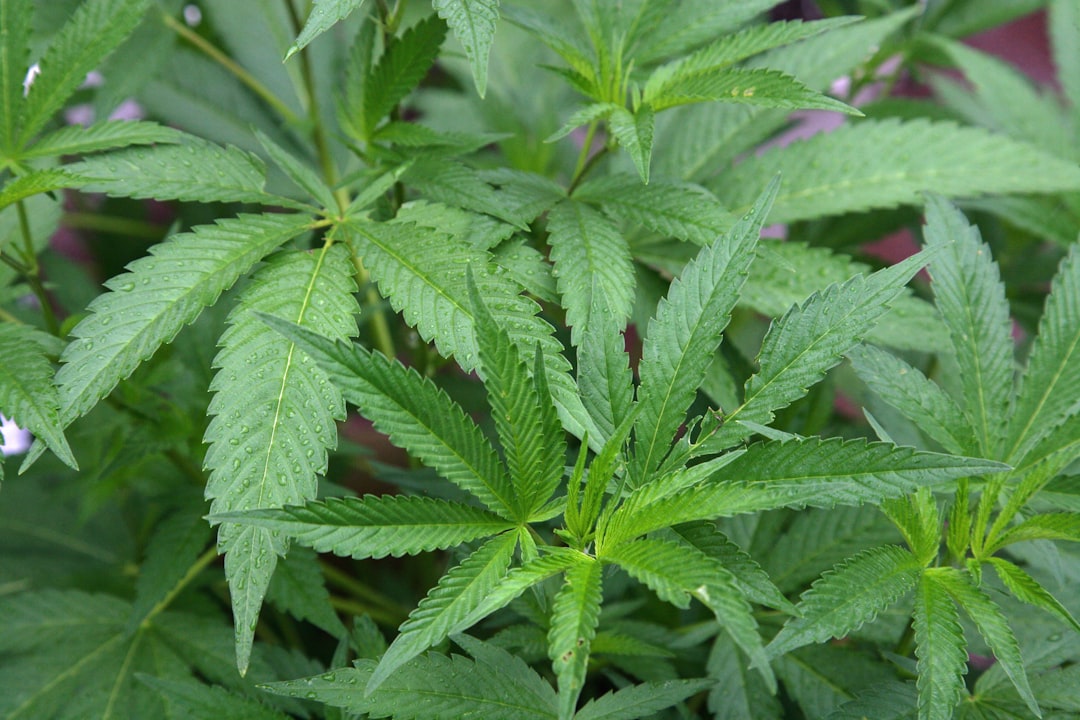 ced unsplash Y6 30I4v2Xg