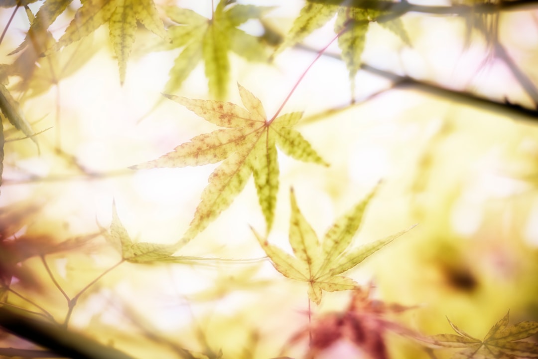 ced unsplash b2tzyRSDY0s