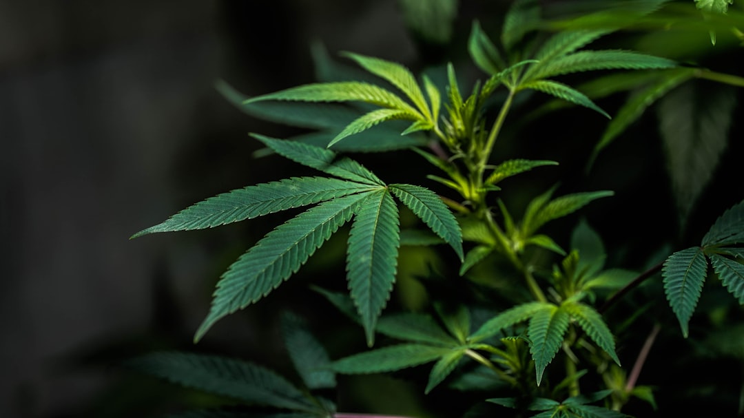 Endocannabinoid System Cannabis Pregnancy Autism ADHD Risk