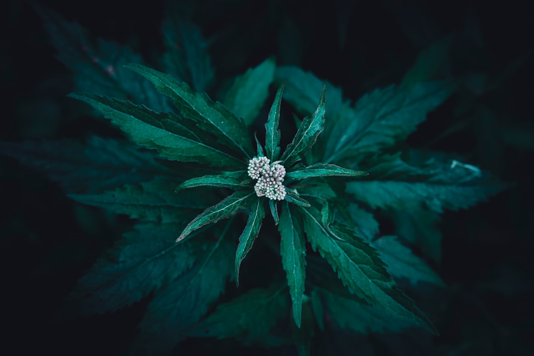 Endocannabinoid System and Anxiety Cannabis Research