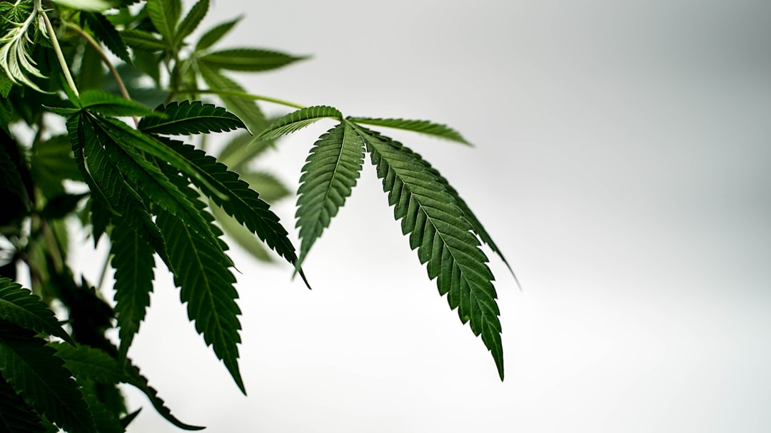 ced unsplash iXFSkSrhhLw