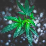 ced unsplash mfmSFTdUT2M