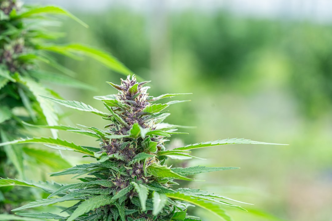 Endocannabinoid System Cannabis Anxiety Treatment Evidence