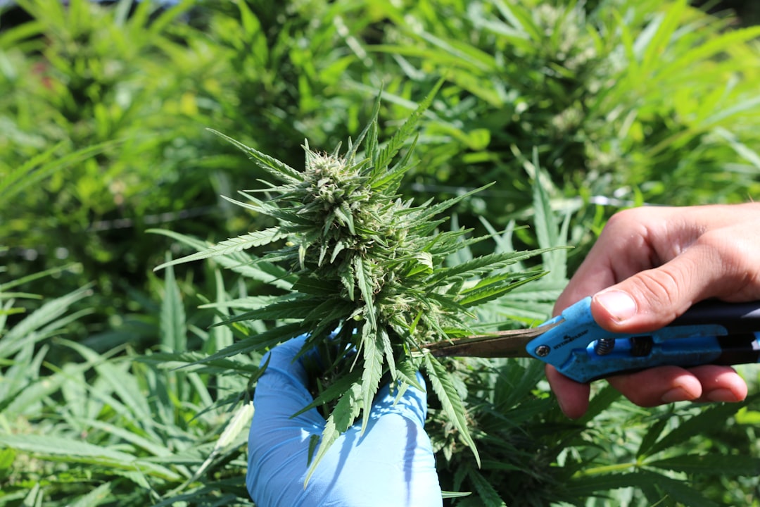 Topical Cannabis for AIMSS: Clinical Trial Evidence