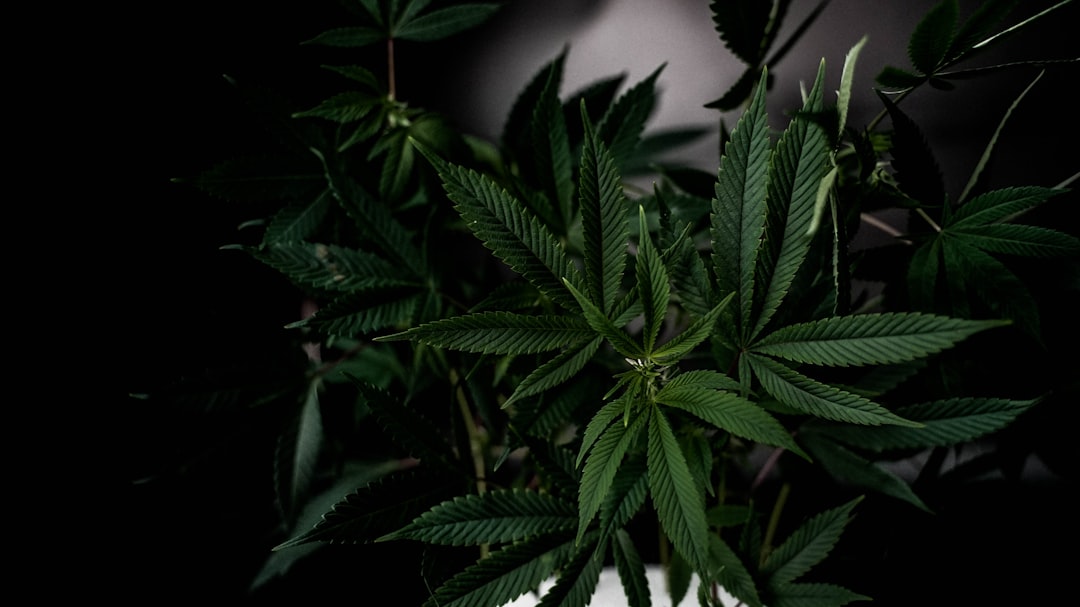 ced unsplash t dhqJx8mbY 1