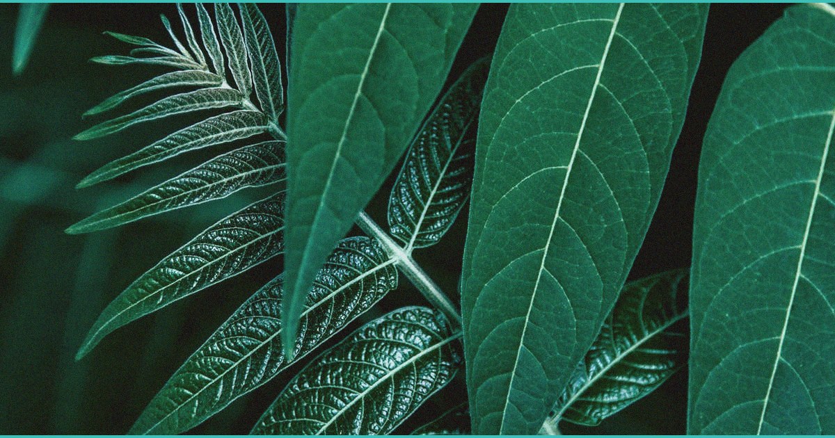 clinical cbd gummies cost per bottle what you act