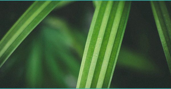 Clinical CBD Gummies Katie Couric: What the Buzz Means for Everyday Wellness