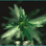 cresco labs harvests first cannabis plants in kent