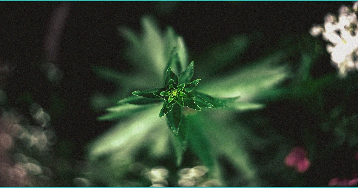 cresco labs harvests first cannabis plants in kent