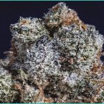 curts cbd gummies reviews a practical look at eve