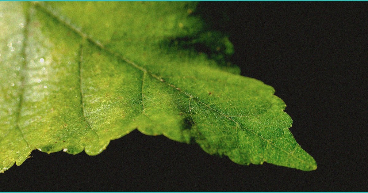 d c could soon open the door to cannabis infused