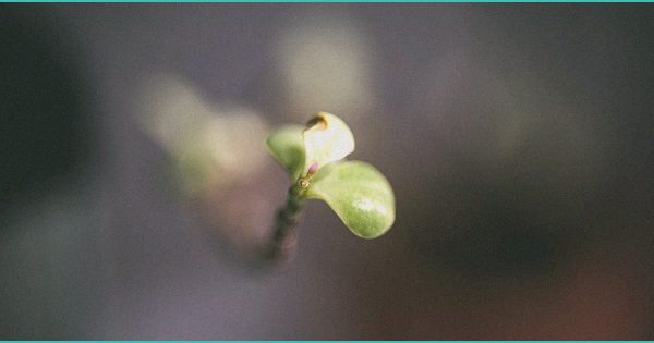 Do CBD Gummies Stop Ringing in Ears?