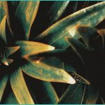 does marajuana help gad integrating wellness ho