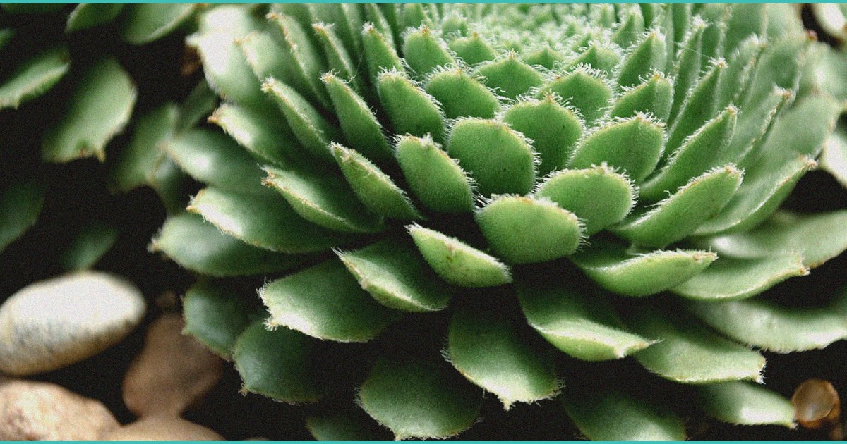 doj expected to ease marijuana restrictions as soo