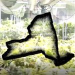 DOJ reschedules medical marijuana, leaves out NY's recreational shops