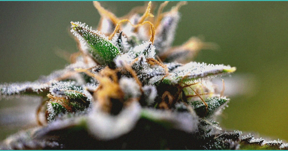 edible brands opens its first thc retail store alo