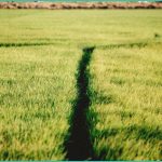 erj podcast january 2026 b cannabis b and the
