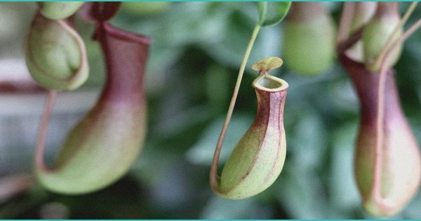 EYES ON CMS: Federal Fight Could Decide Whether Unapproved Cannabinoids Reach …