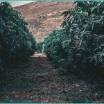 facing hemp ban pa lawmakers race to regulate b